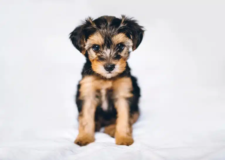 Цуценя йоркіпу вперлось тоненькими лапками у білу постіль