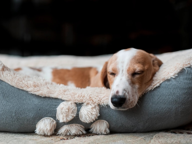 Короткошерстий пес спить у великій та м'якій лежанці, звісивши голову