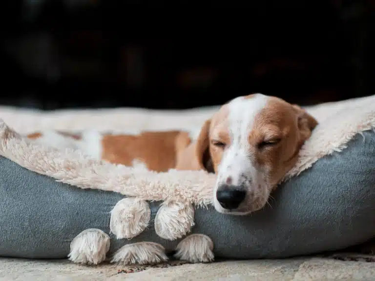 Короткошерстий пес спить у великій та м'якій лежанці, звісивши голову