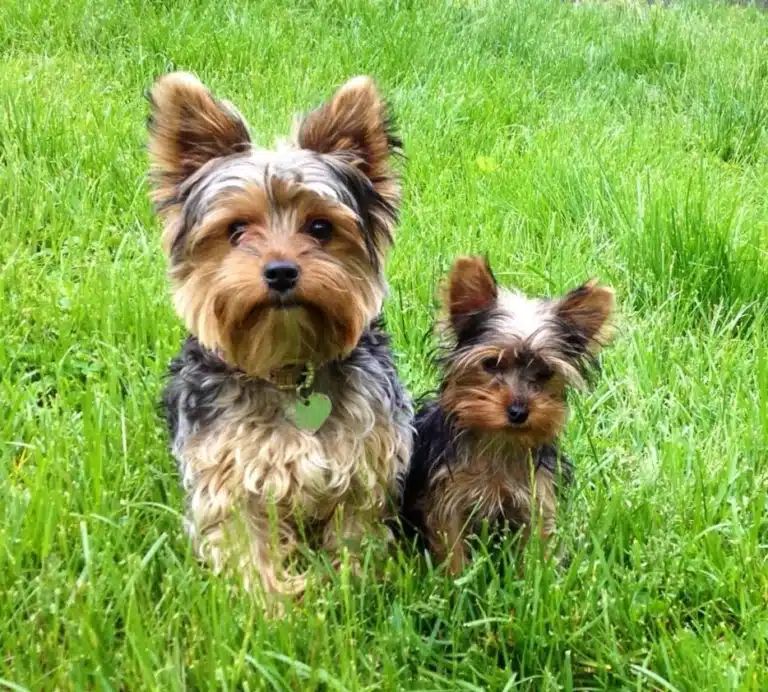 Два покоління йорків сидять разом у зеленій підстриженій траві