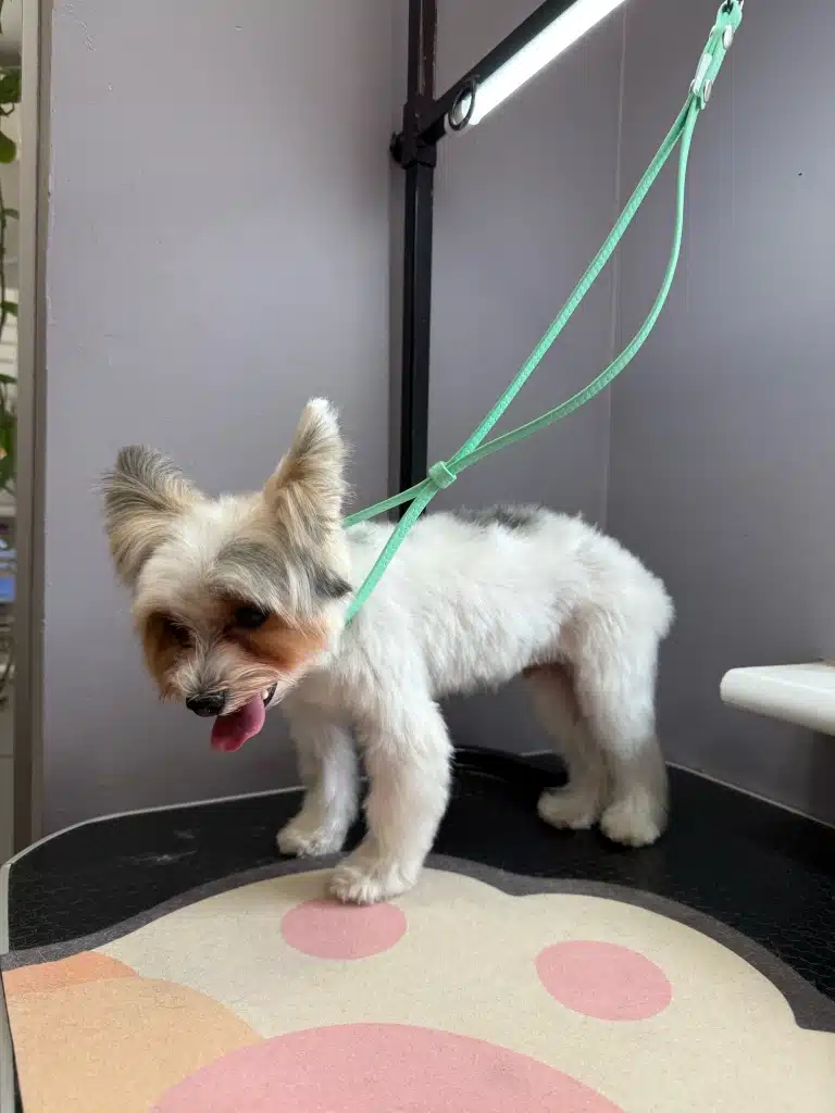 Бівер-йорк став передньою лівою лапою на край килима