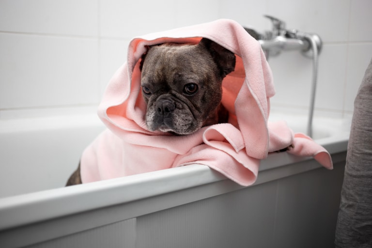Бульдог в рожевому рушнику стоїть у білій ванні задніми ногами