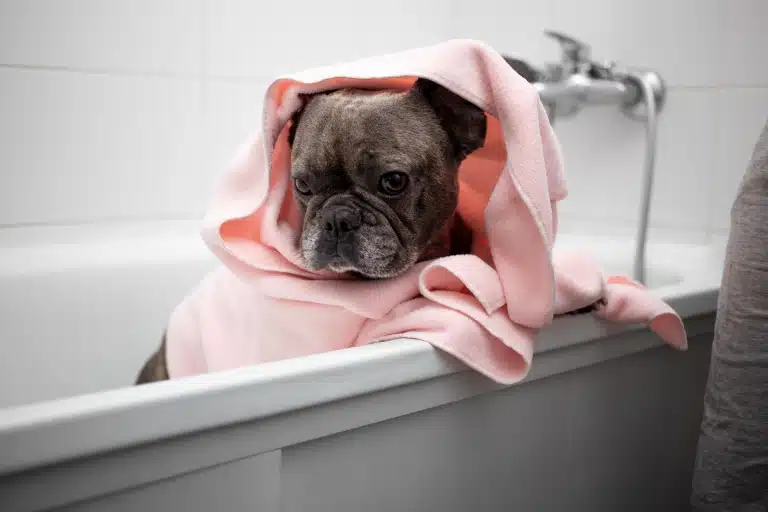 Бульдог в рожевому рушнику стоїть у білій ванні задніми ногами
