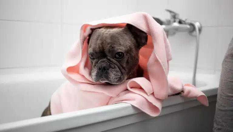Бульдог в рожевому рушнику стоїть у білій ванні задніми ногами