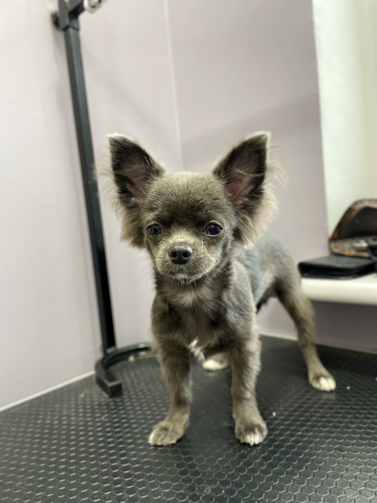 Маленький чихуахуа з великими гострими вушками рівно стоїть на столі