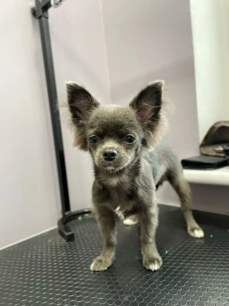 Маленький чихуахуа з великими гострими вушками рівно стоїть на столі