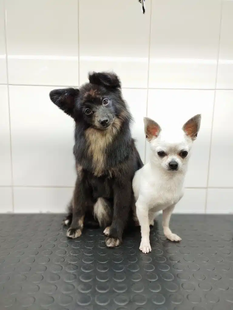 Білий чихуахуа сидить під лапами чорного пса з коричневою грудкою