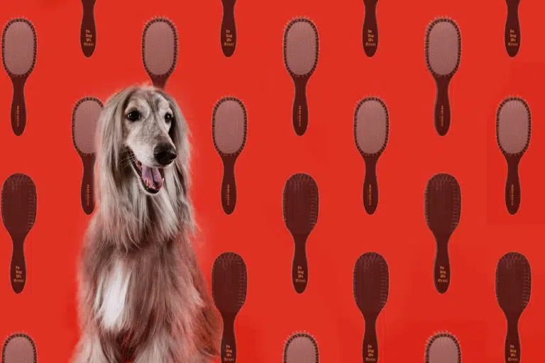 Довгошерстий пес на червоному фоні з чорними та білими щітками