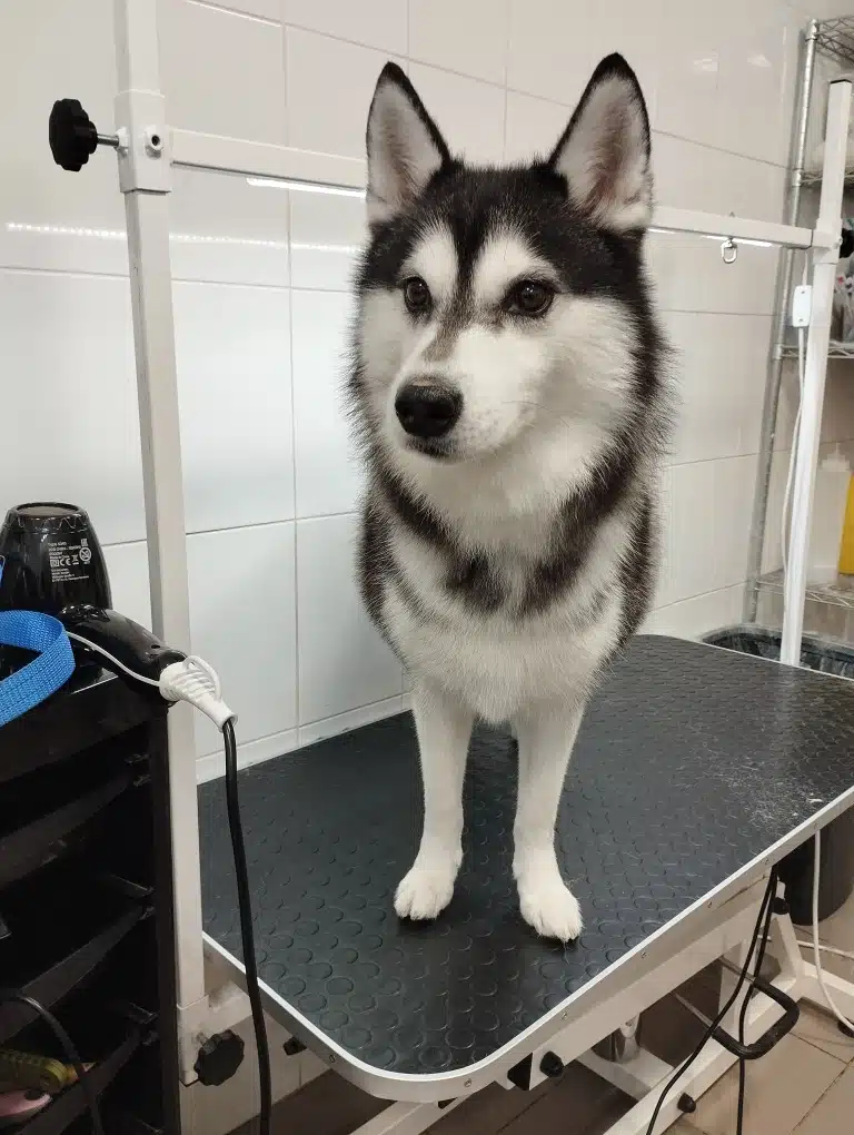 Хаскі стоїть на грумерському столі біля чорного фена