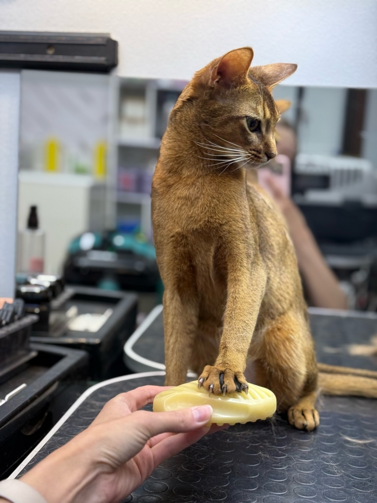 Короткошерстий кіт поклав ліву передню лапу на жовту силіконову щітку