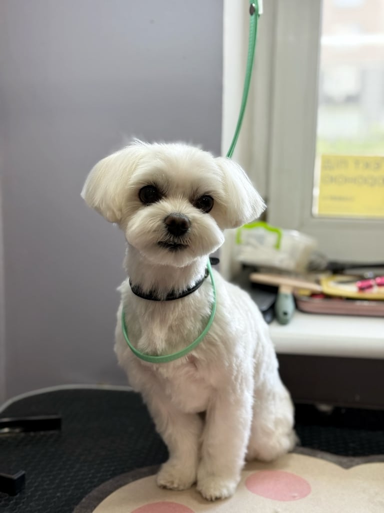 Мальтезе на грумерському столі сидить в чорному нашийнику