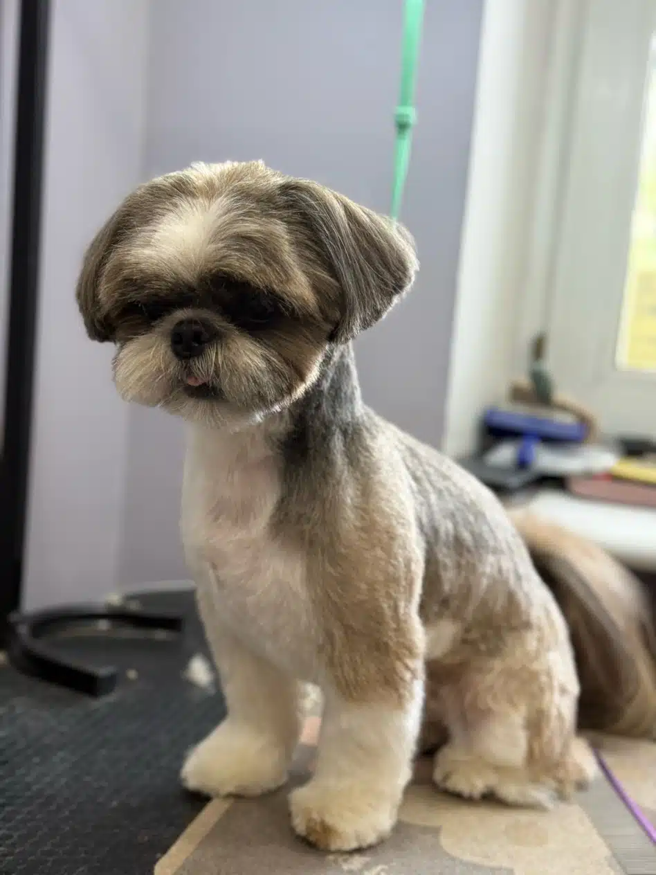 Ши-цу з плюшевою шерстю сидить біля фіолетового гребінця і дивиться вниз