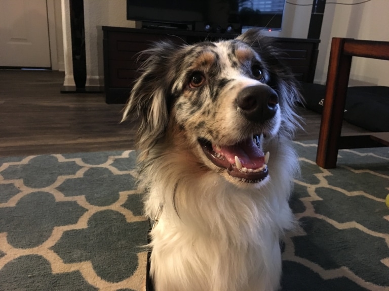 Бордер-коллі з чорними плямами шерсті на голові стоїть на великому килимі у вітальні