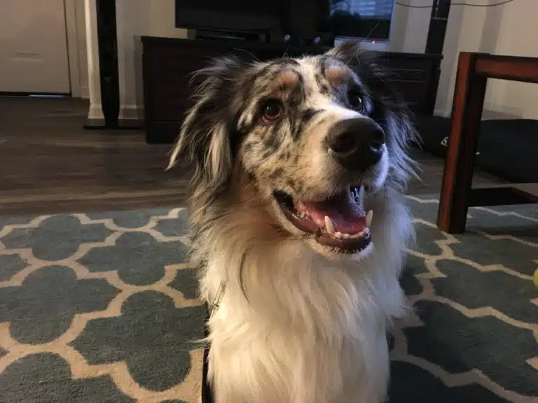 Бордер-коллі з чорними плямами шерсті на голові стоїть на великому килимі у вітальні