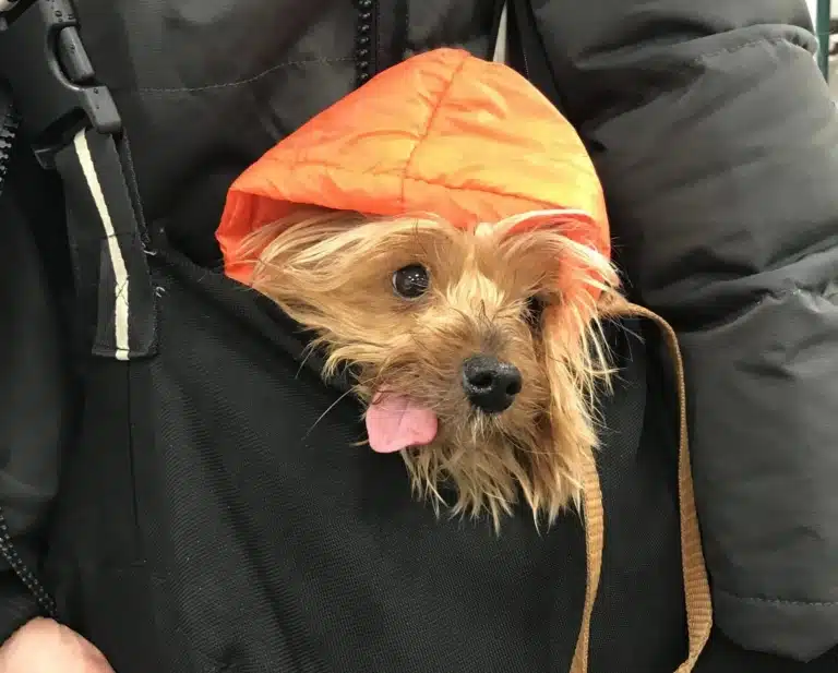 Йорк у помаранчевій куртці сидить в чорній сумці власника