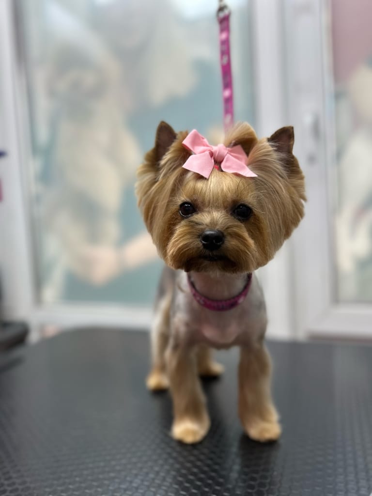 Йорк з рожевим бантиком на голові має лисий тулуб та довгі штанці