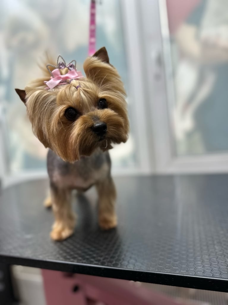 Йорк має на голові зачіску з блискучою короною