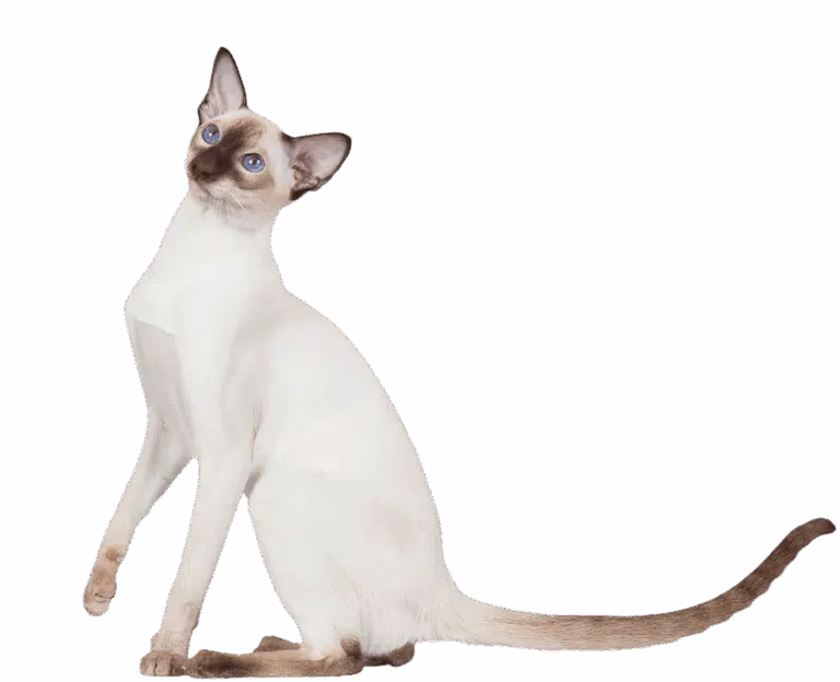 Худий та довгий короткошерстий кіт має коричнювату шерсть на носі, лапках та хвості