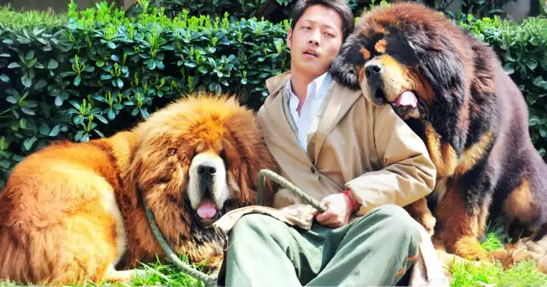 Чоловік у зелених штанах сидить між двома дорослими тибетськими мастифами