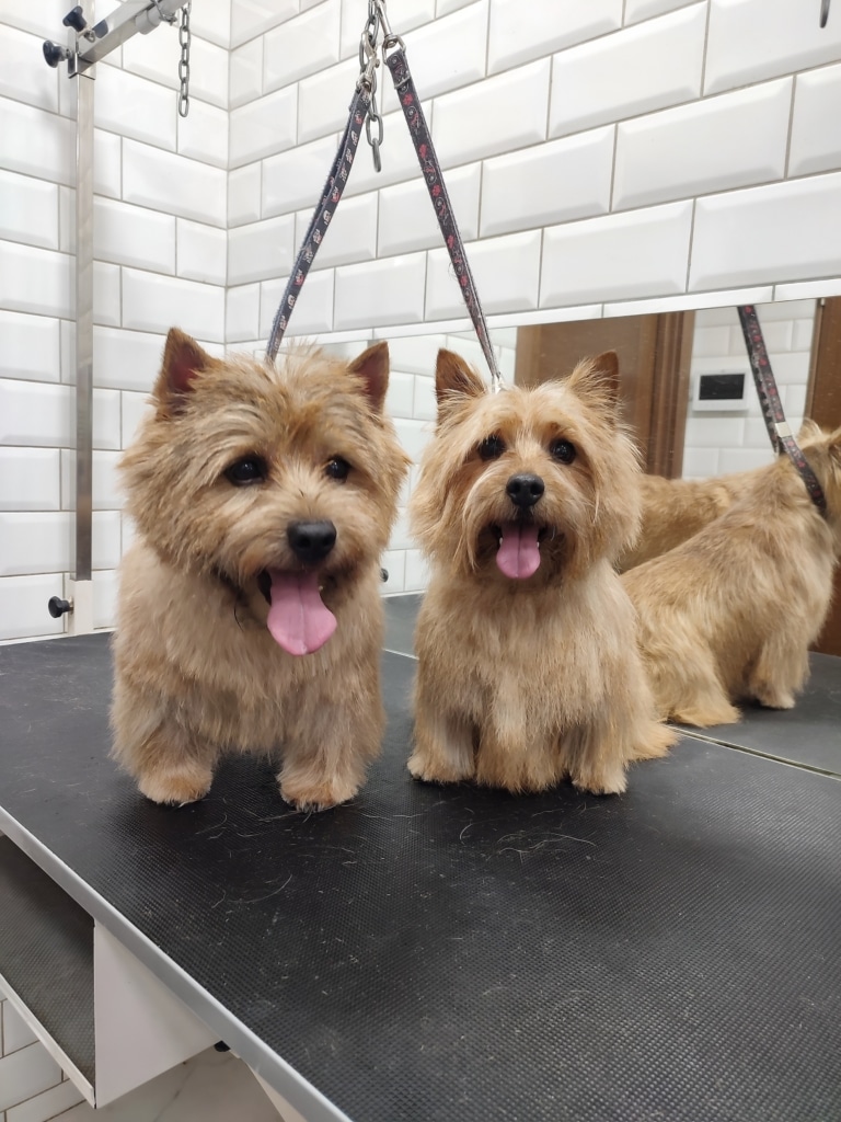 Два норвіч тер'єри з різними об'ємом та довжиною шерсті сидять у грумерській з білою плиткою