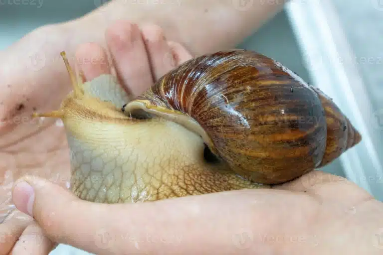 Люди тримає в долонях ахатина