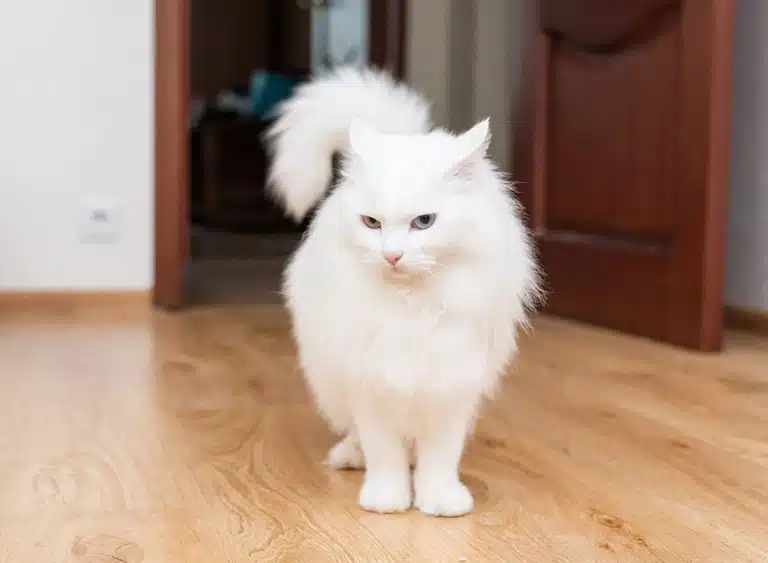 Ангорська кішка зайшла в кімнату через дерев'яні двері і стала на ламінаті