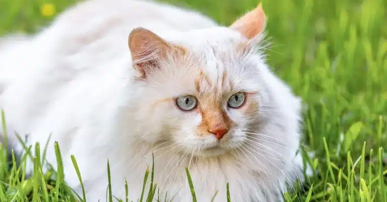 Ангорська кішка з майже сірими очима сидить у зеленій траві