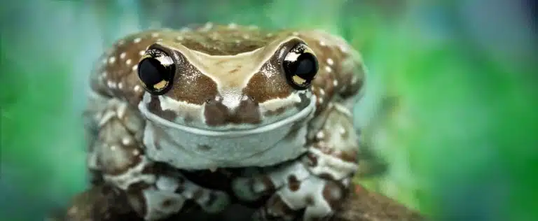 Очі жаби круглі та широко посаджані на блискучій голові