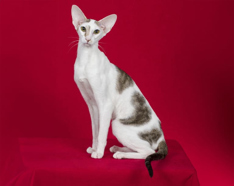 Білий орієнтал з коричневими плямами на тулубі сидить на червоному фоні для фото