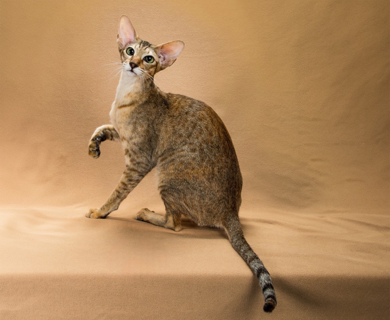 Орієнтал з чорними смужками на кінчику хвоста підняв передню праву лапу, сидячи на помаранчевому фоні