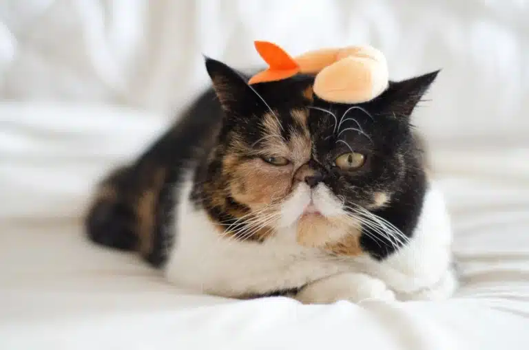 Кіт з пласкою мордою має на голові руду креветку для розваг