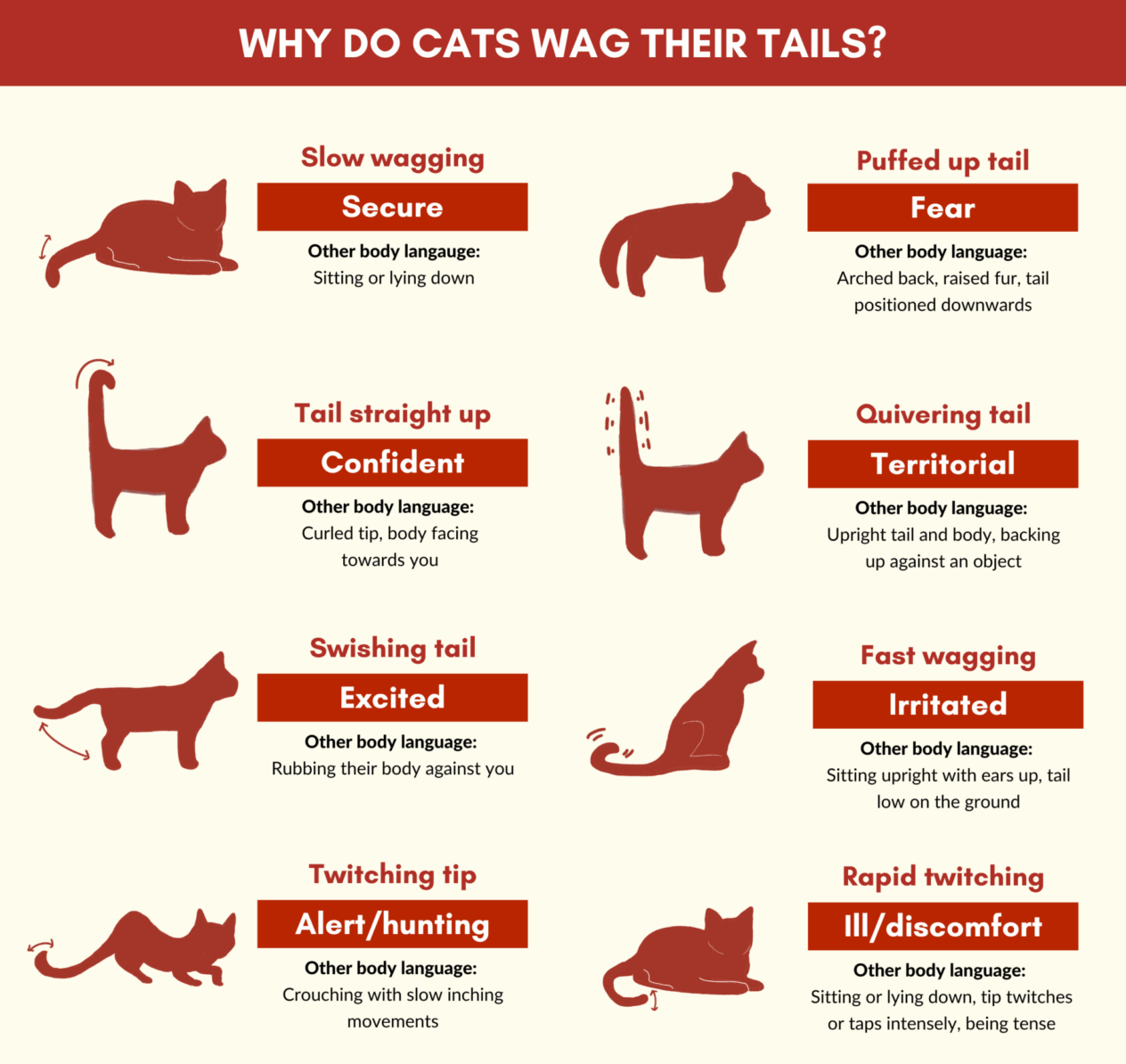 Cattail Language How Cats Communicate With Movements And What It Means 