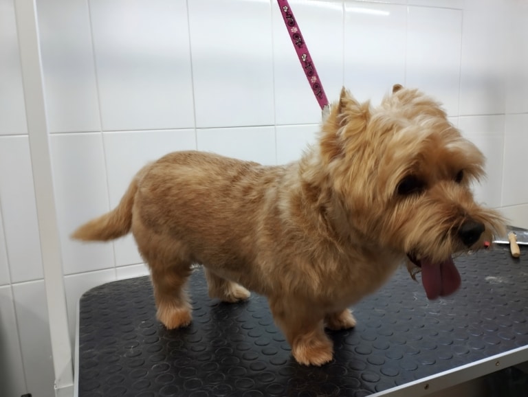 Норвіч тер'єр на коротких лапах має гладку шерсть на попі