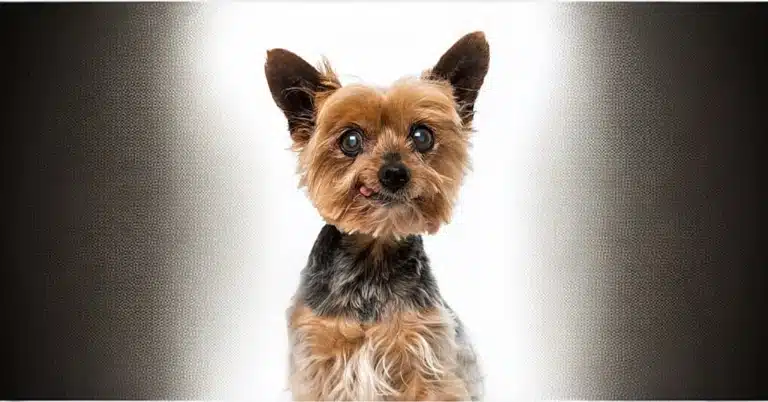 Старенький йорк з мутними очима посміхається