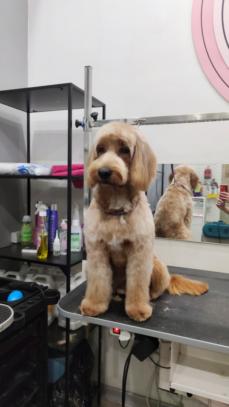 Великий кокапу сидить спиною до вузького дзеркала, прикріпленого до білої стіни