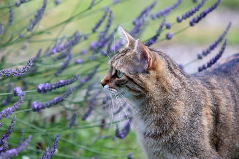 Короткошерстий кіт підійшов до куща квітучої лаванди