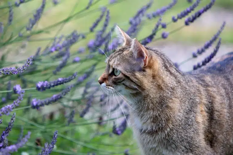 Короткошерстий кіт підійшов до куща квітучої лаванди