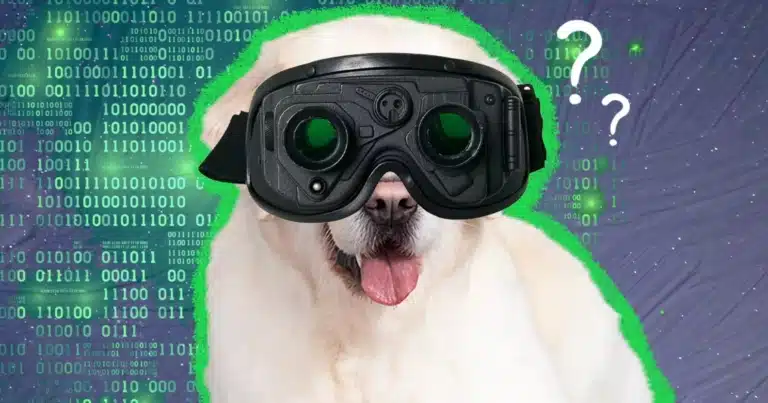 На голові лабрадора чорний тепловізор