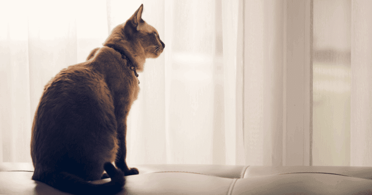 Короткошерстий кіт виглядає через тюль у велике вікно