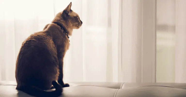 Короткошерстий кіт виглядає через тюль у велике вікно