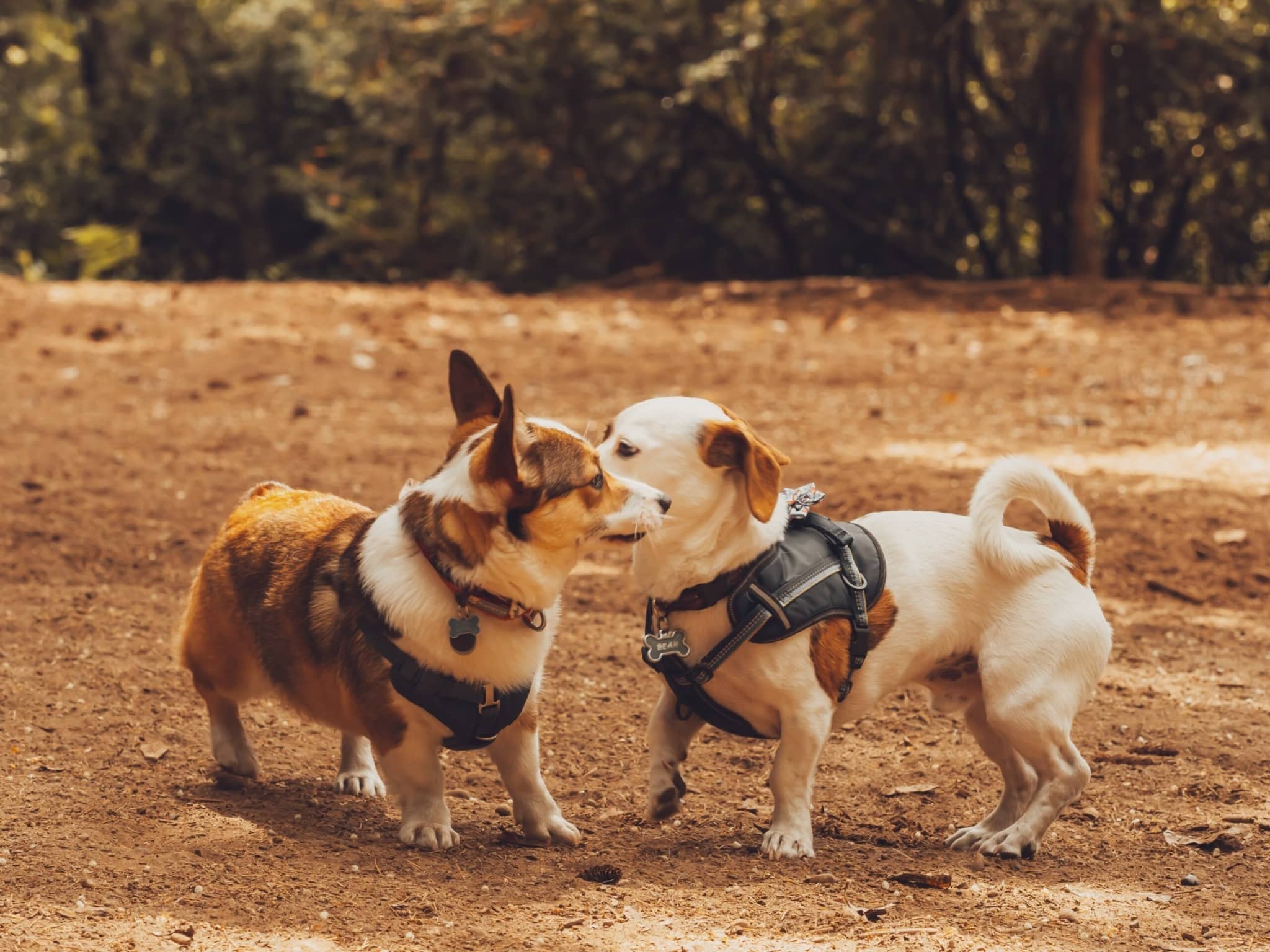 What is the right way to introduce a dog to other animals? - V.O.G DOG