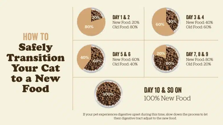 Графік безпечного переведення кота на інший корм