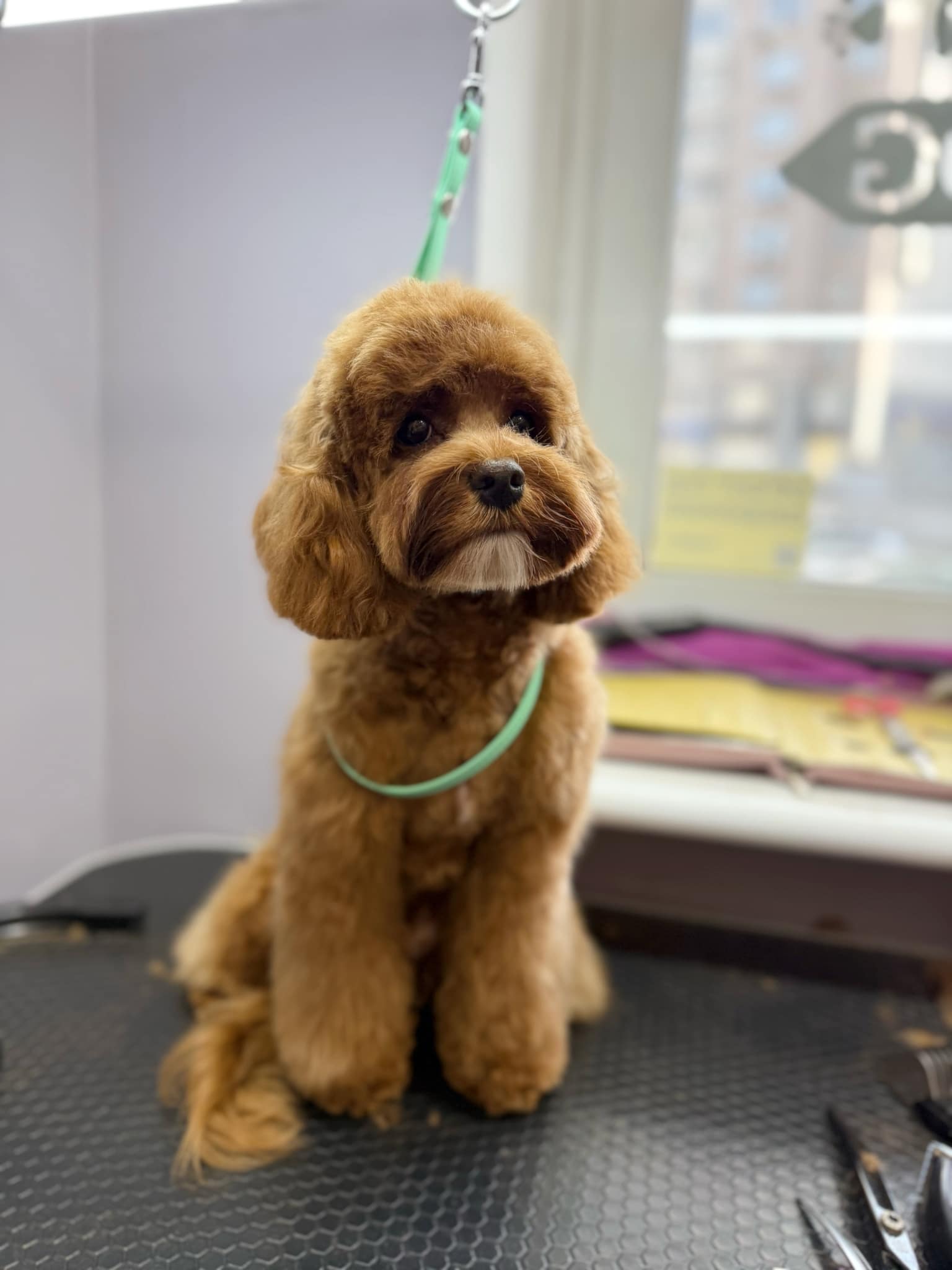 На шиї підстриженого кокапу салатова ринговка для безпечного перебування на столі