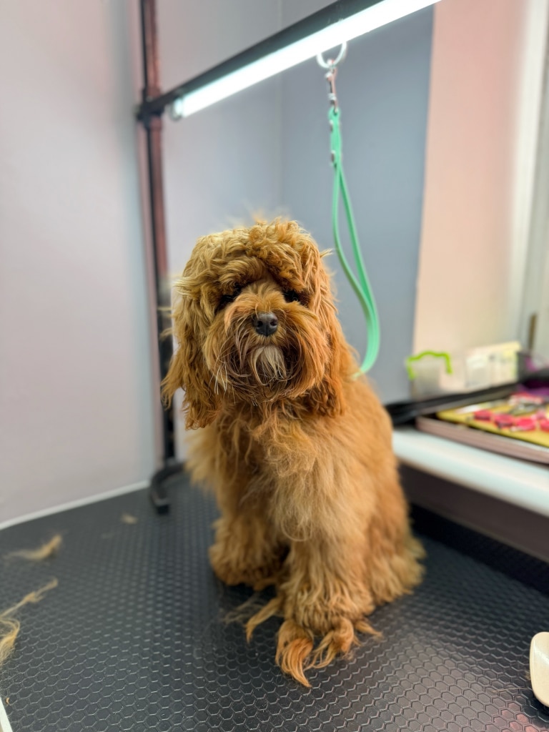 Кокапу з великим заростом шерсті прийшов до грумера на стрижку