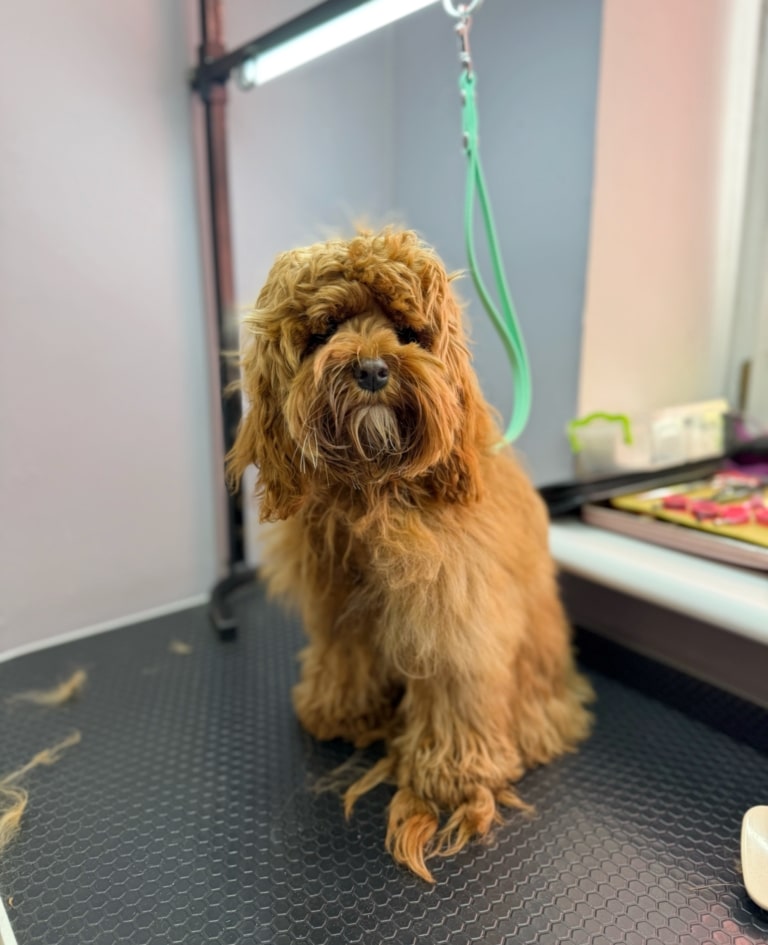 Кокапу з великим заростом шерсті прийшов до грумера на стрижку