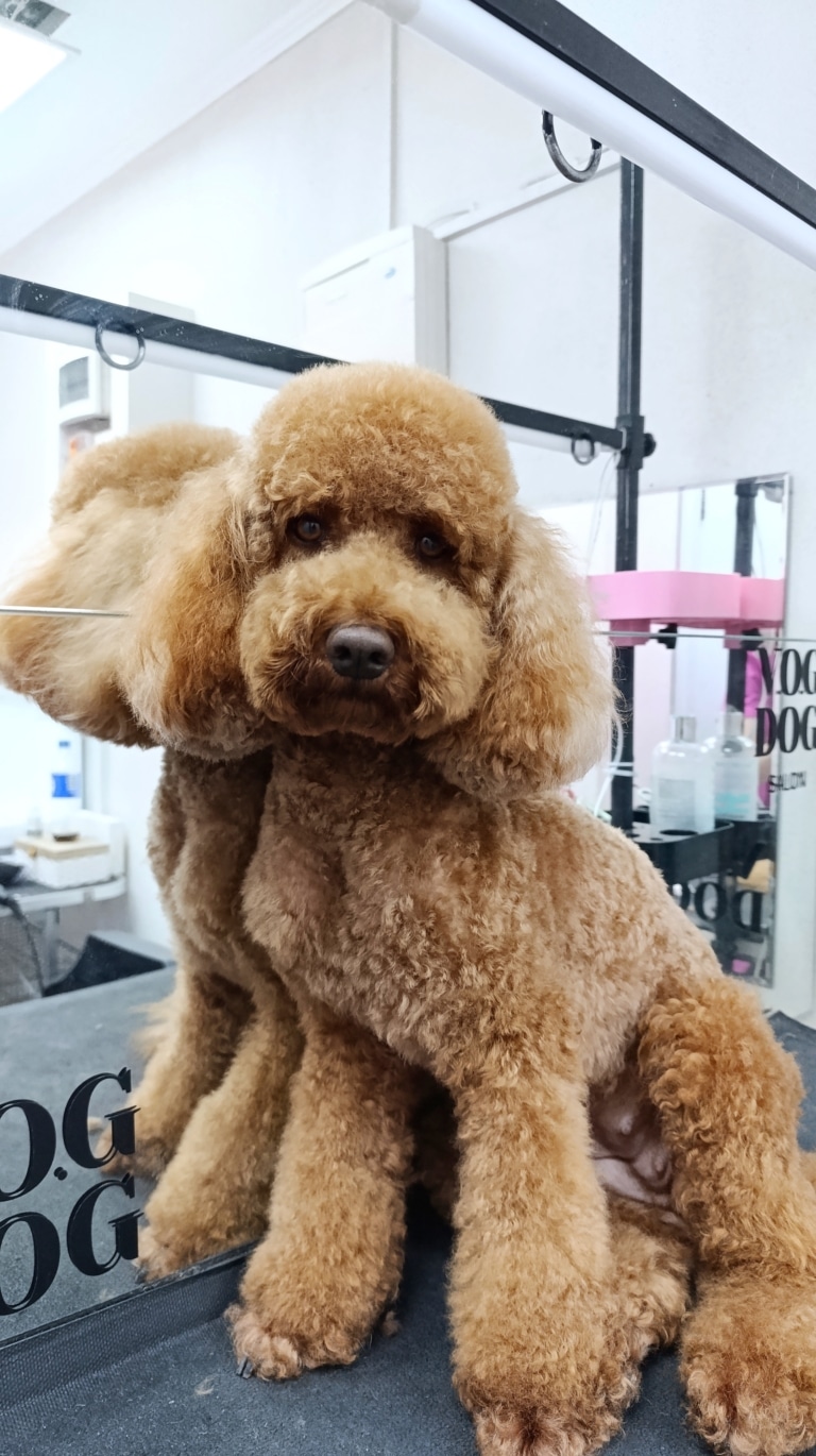 Кокапу сперся на велике дзеркало з чорним логотипом у світлій грумерській