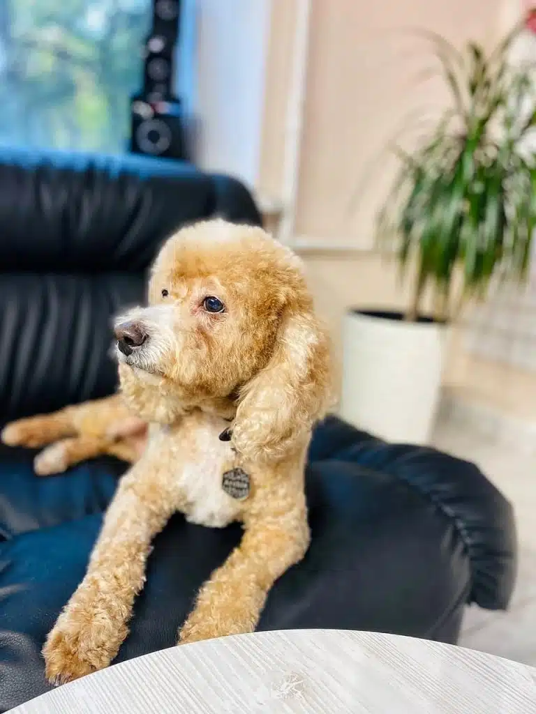 Кокапу з адресником на шиї лежить на чорному шкіряному дивані перед сірим столиком