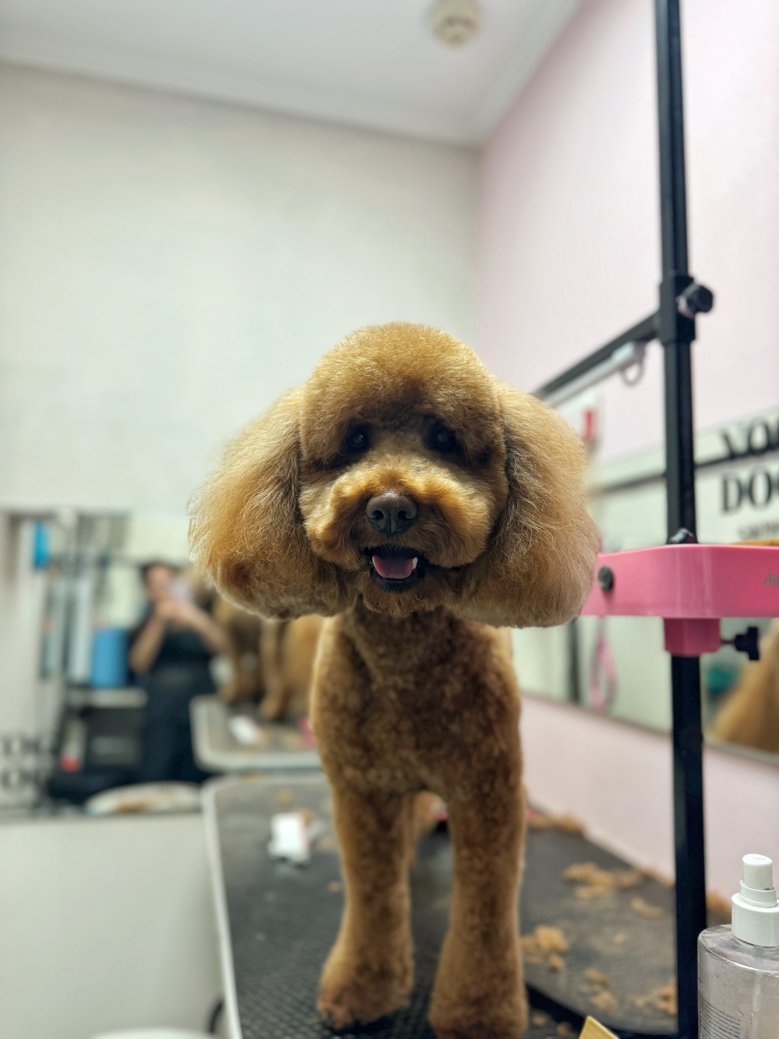 Кокапу з об'ємними вушками стоїть на краю стола під час фотографування грумером у чорній формі