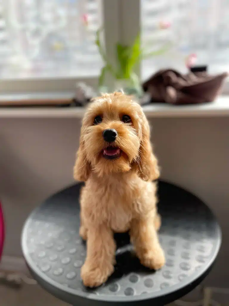 Кокапу сидить на залитому сонцем круглому столі