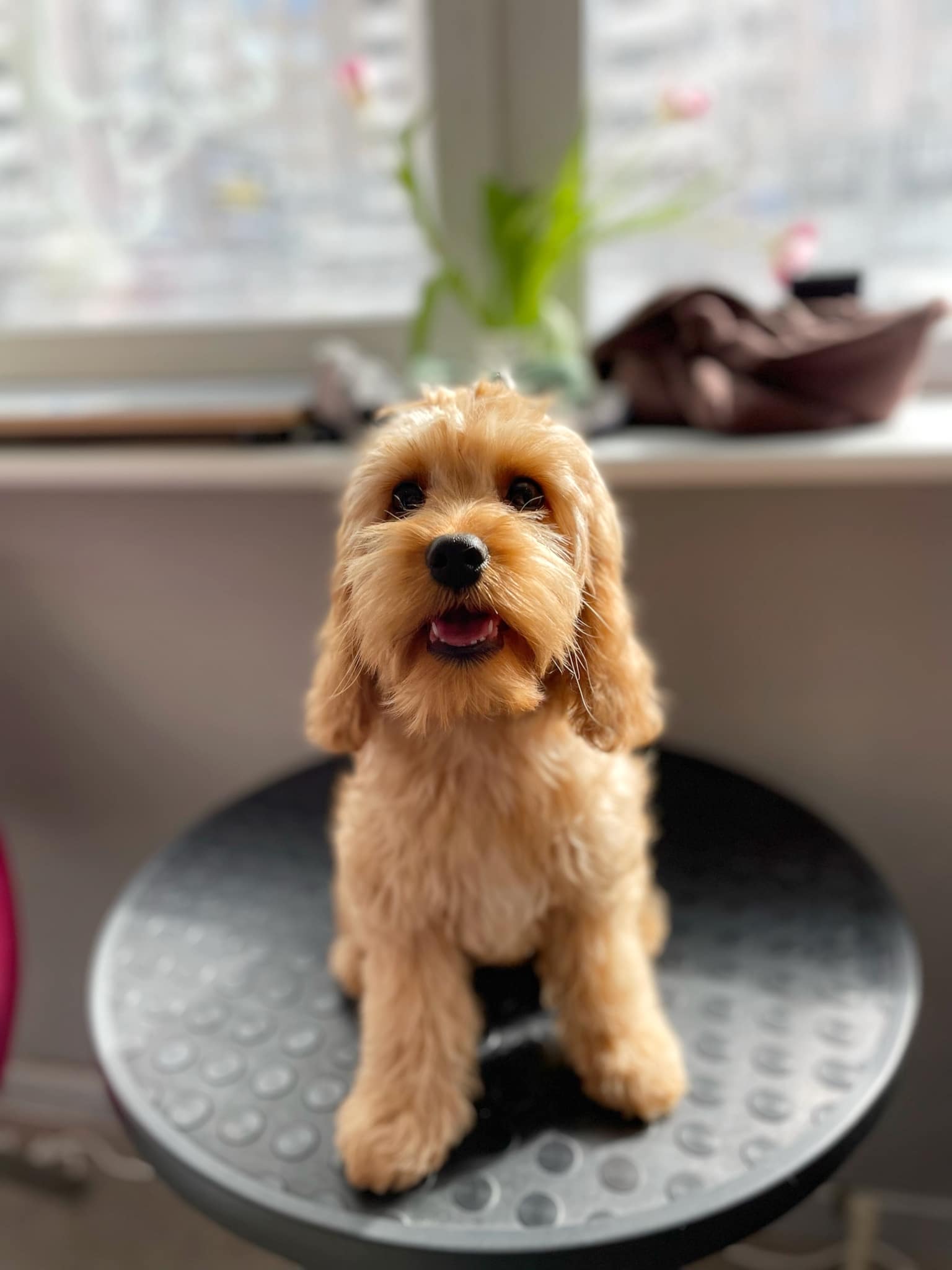 Кокапу сидить на залитому сонцем круглому столі